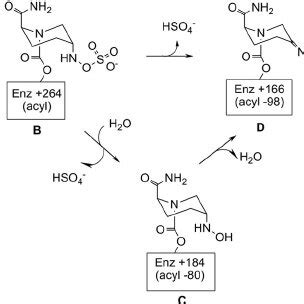 Structures Of Acyl Enzyme Intermediates And Avibactam Modifications