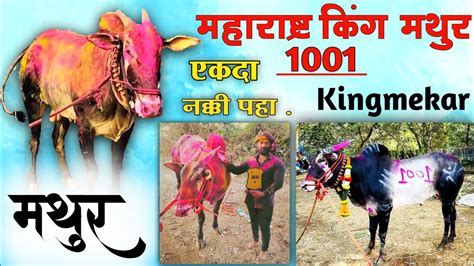 महाराष्ट्र किंग मथुर 🔥 सर्वांचा लाडका 👑 1001👑 नक्की पहा Youtube