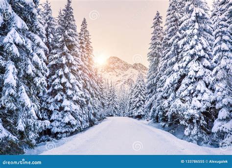 Winter Forest in Mountains at the Sunrise. Stock Image - Image of ...