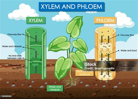 Diagram Yang Menunjukkan Tanaman Xilem Dan Floem Ilustrasi Stok - Unduh ...