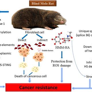 Anticancer Mechanisms In The Naked Mole Rat Naked Mole Rat Cells And