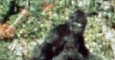 A Guide To Bigfoot Patterson Gimlin Film