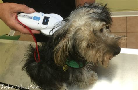 How Do You Scan A Dog With A Microchip