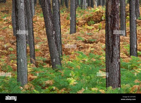 Scots Pines Uk Hi Res Stock Photography And Images Alamy