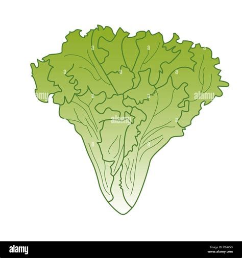 Head Of Lettuce Vector Illustration Isolated On White Stock Vector