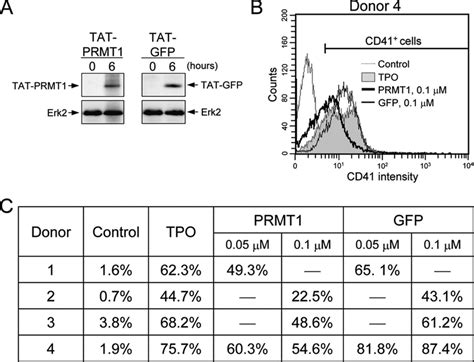 Enforced Expression Of Prmt1 In Human Cd34 Hematopoietic Cells Download Scientific Diagram