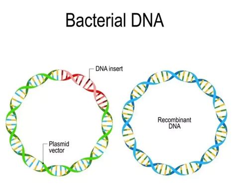 Recombinant Dna Definition Formation Applications Examples