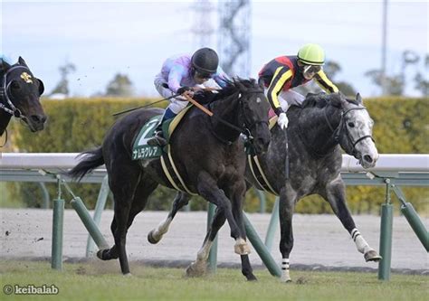 【シルクロードs】斤量克服！実力馬ナムラクレアが2023年初戦を白星で飾る！ 競馬ニュース 競馬ラボ