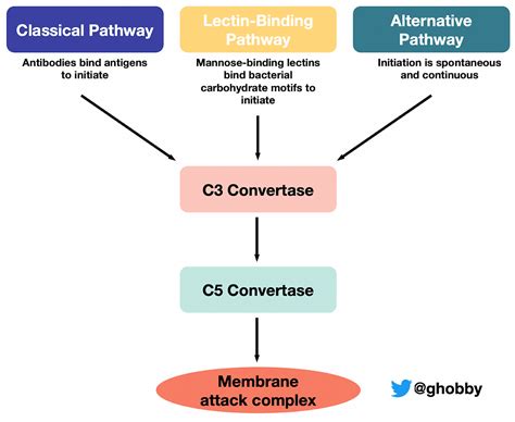 Treatment Of C Gn What S Next For Complement S Alternative Pathway