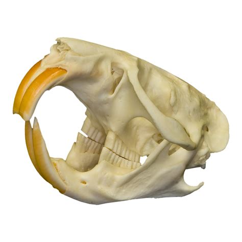 Real Muskrat Skull For Sale – Skulls Unlimited International, Inc.