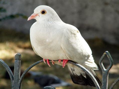 White Dove Wallpaper - WallpaperSafari