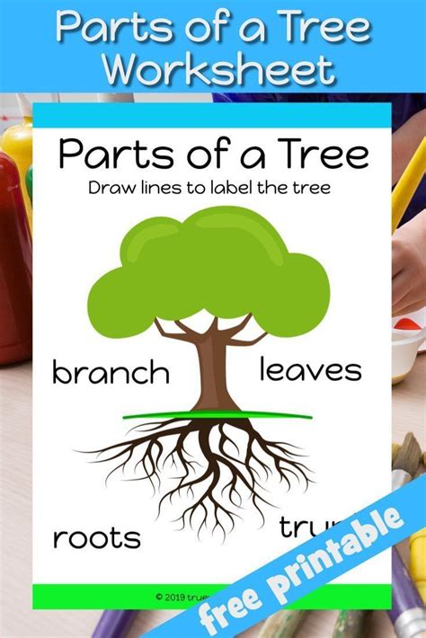 Tree Worksheet Kindergarten