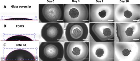 A Synergic Approach To Enhance Long Term Culture And Manipulation Of