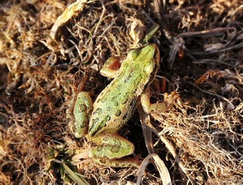 Wisconsin Frogs And Toads The Frog Lady