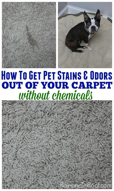 Get Pet Stains And Odors Out Of Your Carpet Without Chemicals