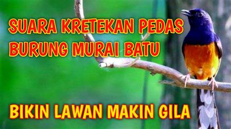 Suara Kretekan Murai Batu Bikin Lawan Makin GILA White Rumped Shama