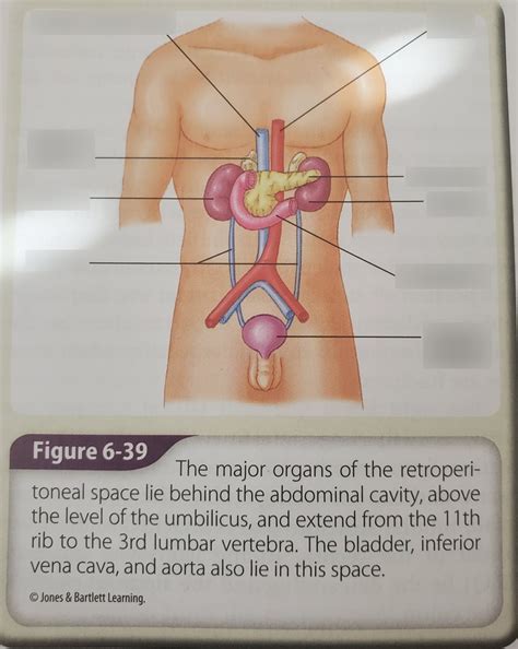 Major Organs Of Retroperitoneal Space Diagram Quizlet