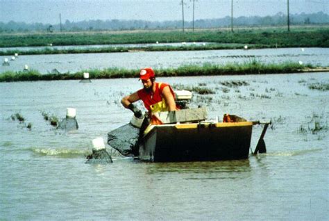 Harvesting - Louisiana Crawfish