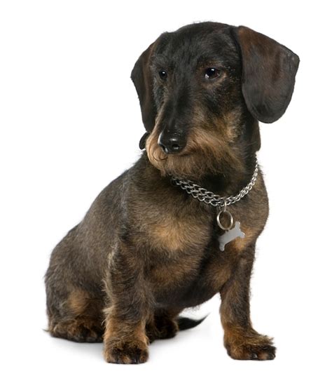 Premium Photo Dachshund 11 Years Old Sitting In Front Of White Wall