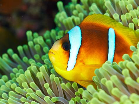 Kumpulan Gambar Ikan Nemo Paling Bagus Dan Terlengkap Blog Pengajar Tekno