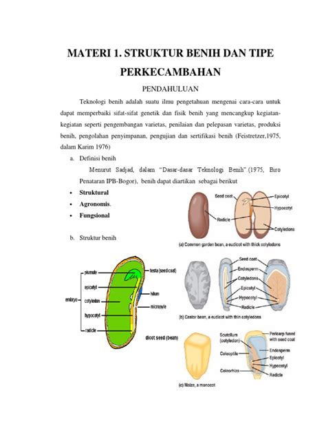 Detail Gambar Struktur Benih Padi Gambar Struktur Benih Kacang Tanah