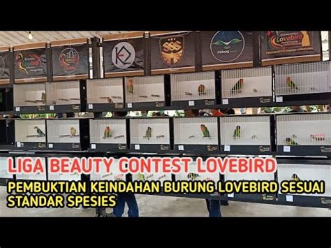 Beauty Contest Lovebird Kli Region Ii Sesion Youtube