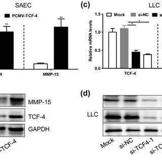 Tcf Regulates Mmp Expression In Lung Cells A B The Mrna A And