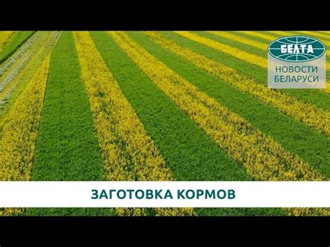 Природа Беларуси. Жёлтые поля с высоты птичьего полёта! // Сельское ...