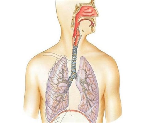 Print Map Quiz Aparato Respiratorio Biolog A Respiratorio Descubre