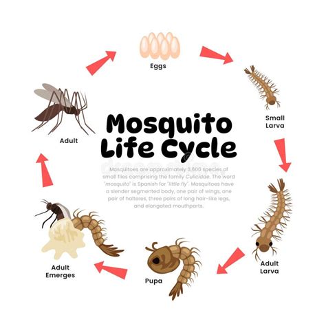 life cycle   mosquito diagram