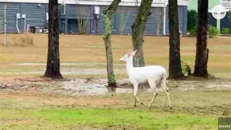 Albino Deer Spotted In South Carolina