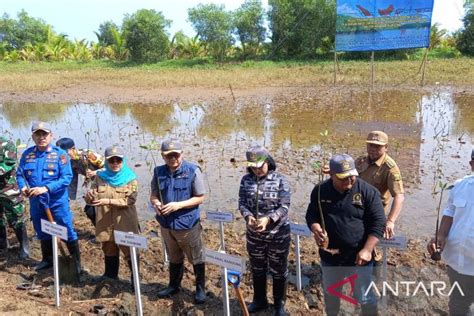 Tni Al Tanam Ribuan Pohon Mangrove Di Geopark Ciletuh Untuk Jaga