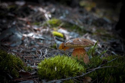 Small Porcini Mushroom Grow In Moss Stock Photo Image Of Gourmet