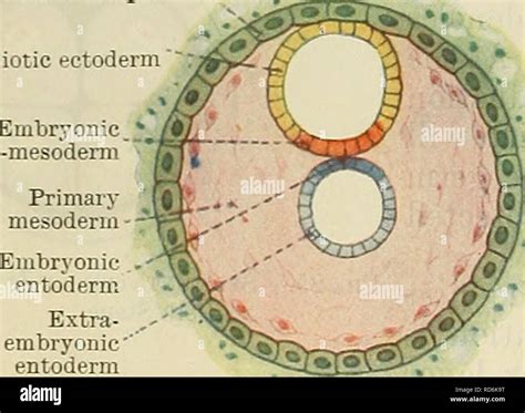 Cunningham S Text Book Of Anatomy Anatomy Extra Embryonic Entoderm