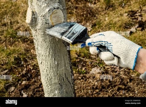 Pintar Un Tronco De Rbol Con Lima Para El Control De Plagas Fotograf A