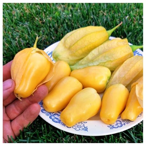 Tomatillo Queen Of Malinalco Physalis Ixocarpa