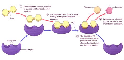 Enzymes Diagram Quizlet