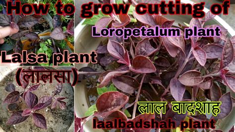 How To Grow Lal Badshah Plant Lalsa From Cutting Loropetalumplant