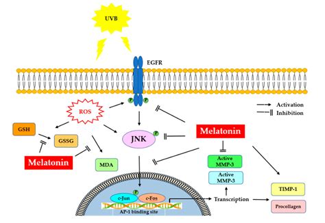 Life Free Full Text Melatonin Prevents Uvb Induced Skin Photoaging By Inhibiting Oxidative