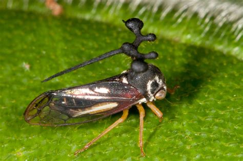 Subjects Treehoppers Nature Closeups