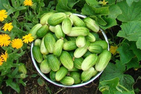 Лучшие сорта огурцов - фото, названия и описания (каталог)