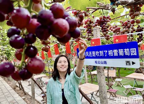 城阳区惜福镇街道宫家村：葡萄熟了，果香满园 半岛网