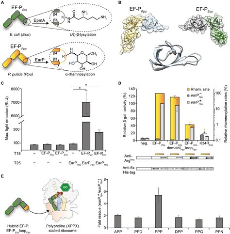 Frontiers Switching The Post Translational Modification Of