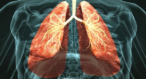 Sistema Respiratorio Escena En 3d Educación Digital Y Aprendizaje Mozaik