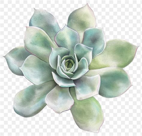 Png Succulant Accessories Illustrated Accessory Premium Png Rawpixel