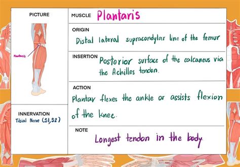 Human Muscles Anatomy Flash Card Anatomy Note Printabledigital