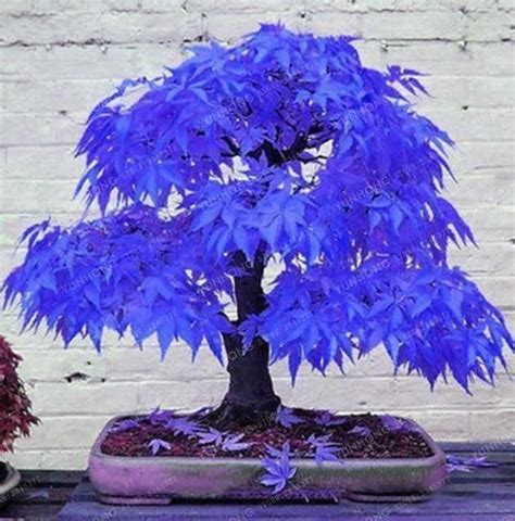 Pcs Rare Blue Maple Plant Bonsai Tree Plants Pot Suit For Diy Home