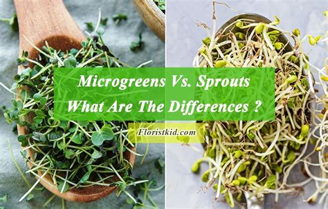 Microgreens Vs Sprouts What Are The Differences