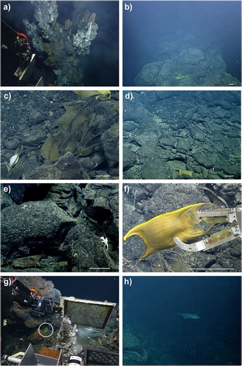 Hercules ROV Imagery From The Iguanas Pinguinos Hydrothermal Vent Site