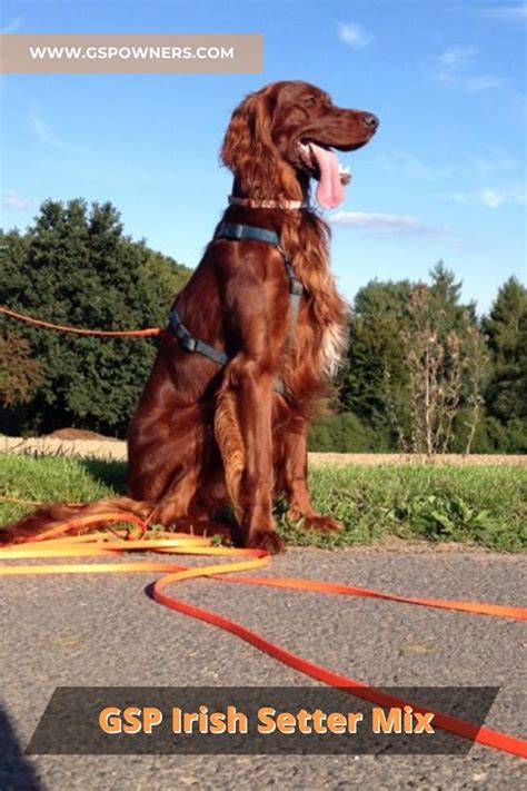 German Shorthaired Pointer Irish Setter Mix Irish Setter Mix Irish